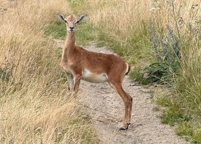 Hof Zur Nette -stilvoller Rueckzugsort Im Herzen Des Maifelds Semesterbostad
